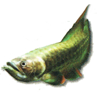 Arowana