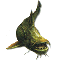 Catfish