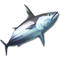 Tuna